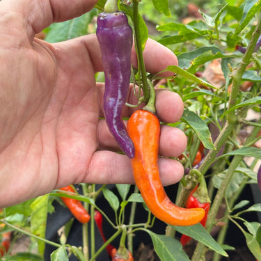 Buena Mulata - Seeds - The Pepper Pantry (Formerly Marie Sharp's)